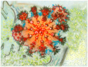 Coral Cacti by Lisa Rivas