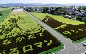 Rice Paddy Art