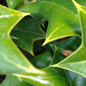 Holly Leaves