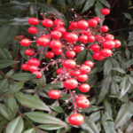 Nandina Shrub Berries