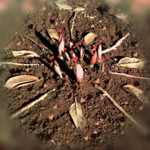 Red Tips Again by © Lisa Rivas