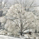 Weeping Willow in ice by Lisa Rivas